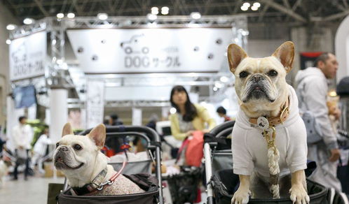 宠物产品展览 一站式备齐展览服务，为您的宠物生活添彩